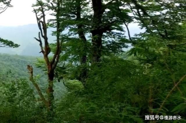 CFTC持仓:0116当周投机者减黄金净多头和美元净空头